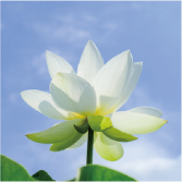 宗教法人法華真行会法華庵神宮寺イメージ